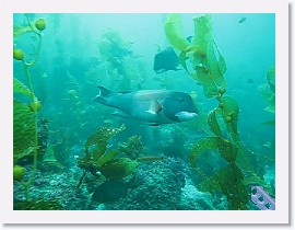 MVI_0994 * VIDEO: Anacapa swim-through * 160 x 120 * (58.17MB)
